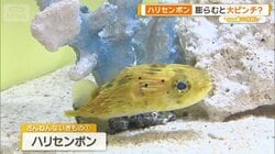 「ハリセンボンの針は1000本ない」　“ざんねん”すぎる生き物たちの意外な生態