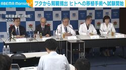 ブタから腎臓摘出 ヒトへの移植手術へ試験開始