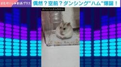 “体カキカキ”で偶然の珍事…ハムスターが“回転ダンス”で視聴者魅了「一瞬カメラ目線なのが好き」「めちゃくちゃ笑いました」の声