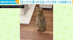 「クララが立った！」 “立って”に応じるマンチカン 「姿勢が良い」「お耳もお声もかわいい」の声