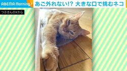 顎、外れるよ！飼い主が差し出した手に“大きな口で挑む”天真爛漫な猫に「顔がめり込んでる！」と反響