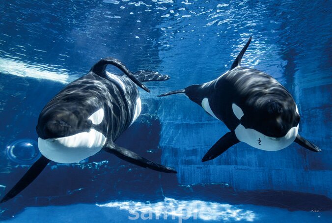 予約完売の大反響 “海の王者”シャチの魅力に迫る『シャチまるごとBOOK』が7月31日発売 4枚目