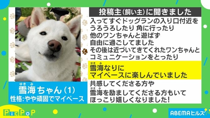 ドッグランに来たものの…“犬見知り”全開で「切なくなってきた」「犬社会も色々あるのな」 1枚目