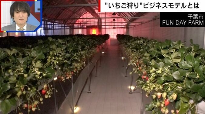 夜のいちご狩り