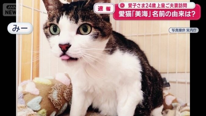 猫の「みー」