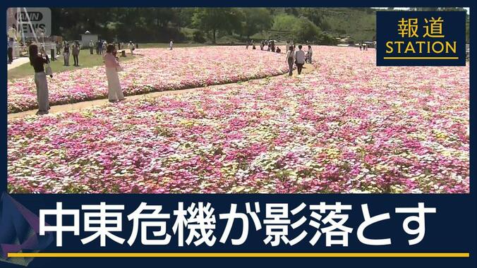 ユリの花畑“14分の1”に縮小　祭りの屋台にも…GWに中東危機の“影” 1枚目
