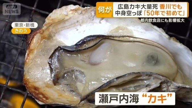 瀬戸内海のカキ