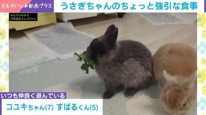 うさぎのコユキちゃんとすばるくん