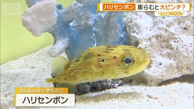 「ハリセンボンの針は1000本ない」　“ざんねん”すぎる生き物たちの意外な生態 1枚目