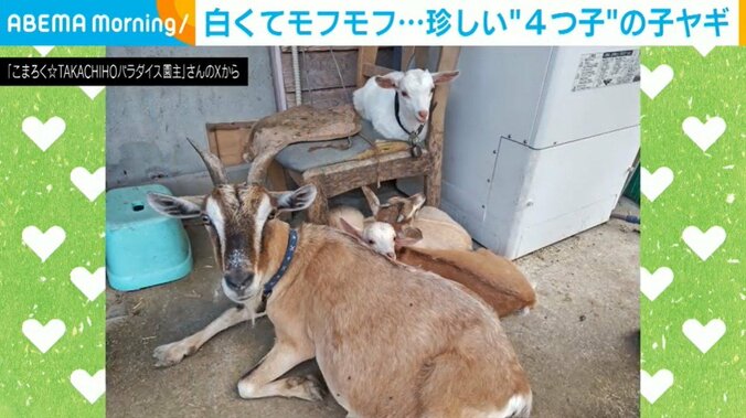 4つ子の子ヤギ