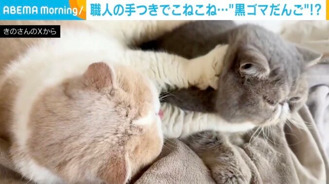 猫のこばんくんとふくすけくん