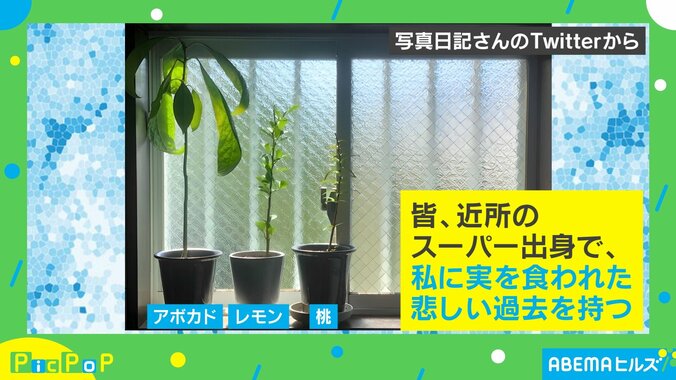 「栽培できるの？」スーパー出身のアボカドやレモンの成長に反響続々 育てるコツに投稿者「サバイバル方式」 1枚目