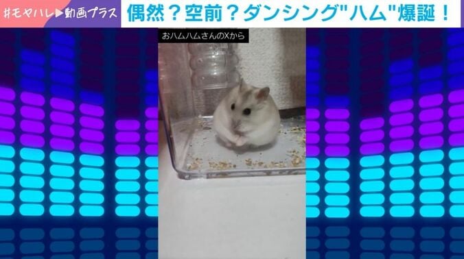 ジャンガリアンハムスターの桜ちゃん