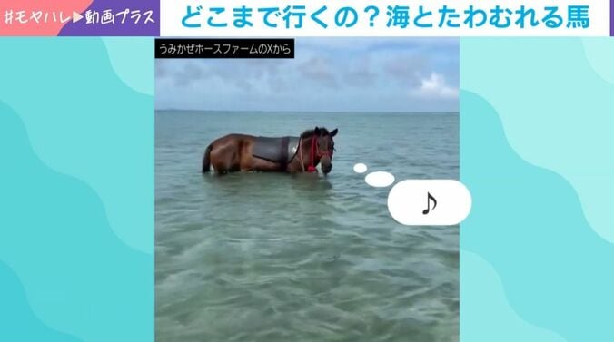 「ヨナグニウマ」のシュウカちゃん