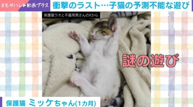 子猫の予測不能な遊び!?
