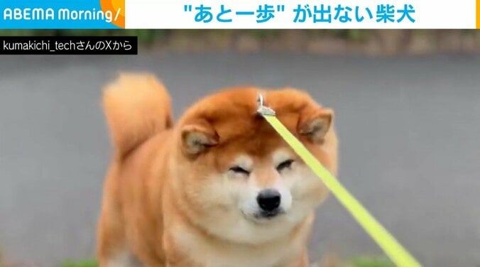 クマキチくん