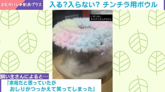 アンゴラチンチラのまろすけくん