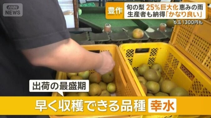 早く収穫できる品種「幸水」