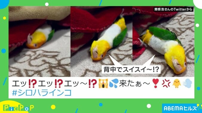 おてんばなインコの“クセ強”な登場シーンに「こんなの見た事ない」「泳いでます?」と驚きの声 2枚目