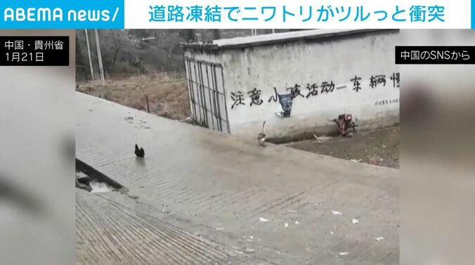 立ち尽くしているガチョウ