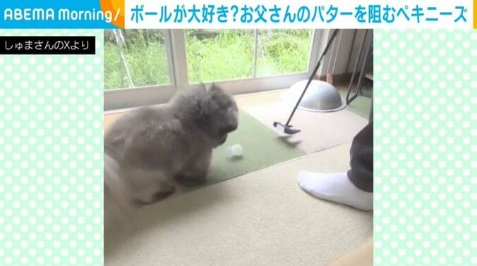 ペキニーズの朱鞠くん