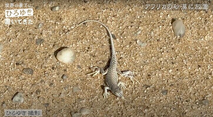 ひろゆき、アフリカ横断旅でもクロックスを着用「サンダルの方が楽。靴に砂とか入ると面倒臭い」