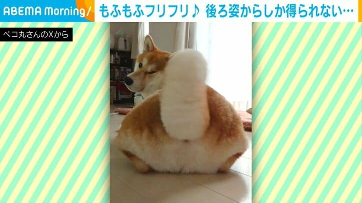 柴犬の茶々丸くん