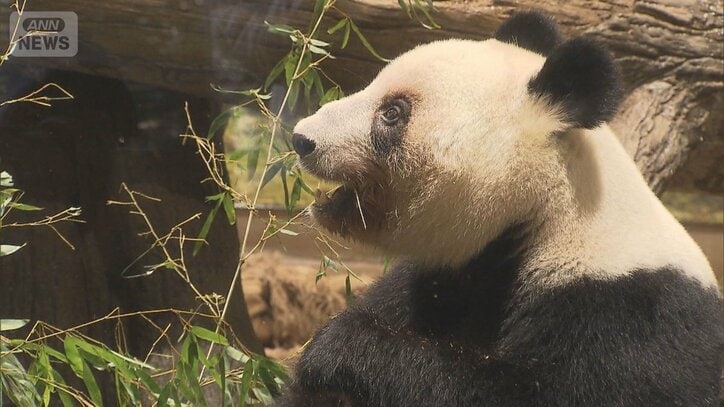 さよなら『シャオシャオ』『レイレイ』“国内最後”のパンダが中国へ