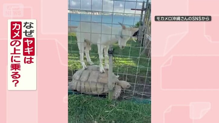 ミニヤギがケヅメリクガメに乗るのはなぜ？