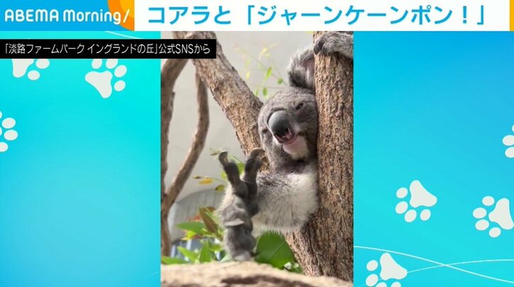 コアラのナギちゃん（2歳）