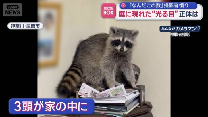 アライグマが家の中に