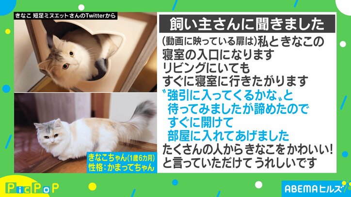 隙間が狭くて通れニャい…困った猫の“可愛すぎる試み”にキュン 「私も傾いて応援してしまった」