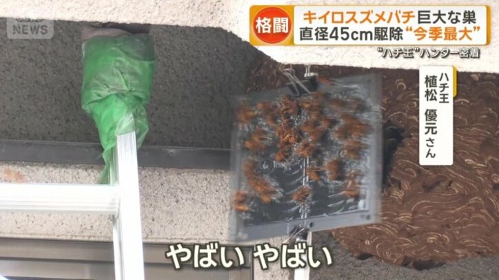 木の皮でつくられた硬い要塞