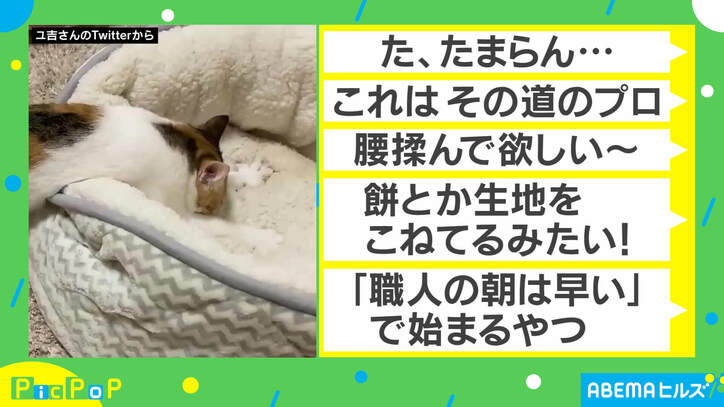 “ふみふみ職人“の猫がTwitter民を魅了「た、たまらん…」「腰揉んで」 飼い主は「うどん職人をイメージ」