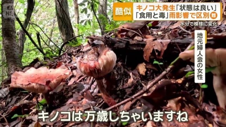 長雨によって状態が悪い物も
