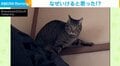 ドヤ顔→ピンチになる猫 コントのような“敗北”に飼い主「なぜいけると思った!?」