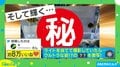 黄金に輝くカニ爆誕!? すさまじい光を放つ“驚きの姿”に「金運が良くなりそうw」「変身する5秒前」と反響続々