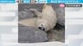 そんな予感はしてた!余裕な顔して水際でリラックスしているアザラシ…“ポチャン”と水の中へ落ちていく映像に「期待を裏切らない!」「落ちた後の冷静な顔w」と話題沸騰
