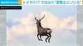 空飛ぶエゾシカ!? CGではない“奇跡の一枚”に「本当に空を飛んでるみたい」「翼がついていそう」と絶賛の声