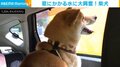 水遊びが好きな柴犬 洗車中の水に“大興奮”な姿に飼い主「いつもよりテンション高めだったかも」