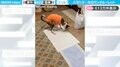 スリル満点！犬がトイレシーツ上で回転する“ウンチングルーレット”に「めちゃくちゃハラハラした」「運試しならぬウンだめし」と反響