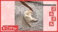 「お掃除中だワン」脱力モップ犬　ズルズル～とされるがまま　モップになりきってる？
