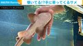 手に寄ってくるサメ!? すっぽり収まる“キュート”な姿に「撫でろーって感じ」「すりすりかわいい」と反響