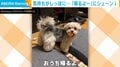 実家から帰りたくない! “露骨に”テンションを下げる犬に「こんな分かりやすく急降下するなんて」「すごい残念がってる〜」と話題
