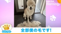 【映像】「これ全部僕の毛です」柴犬の驚愕の毛量