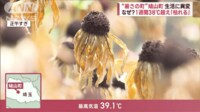 【映像】“暑さの町”鳩山町 1週間38度超え 「熱中症」の注意点は