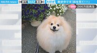 【映像】散歩中にずっと飼い主を見つめている犬