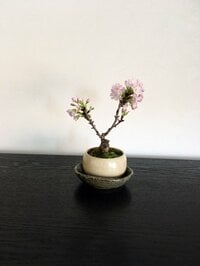 真矢ミキ『桜と共に届きもの』