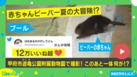 【映像】プールで泳ぎたいのに…爆速で巣に戻される赤ちゃんビーバー
