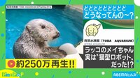 もはや手品！お腹から“無限”にオモチャを出すラッコ